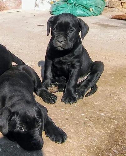 Cane Corso štenci