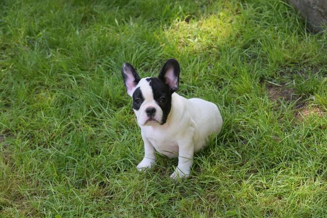 Francuski buldog štenci