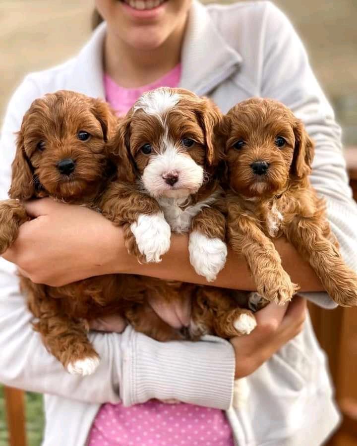 Cavapoo-Pupspie-dostupan
