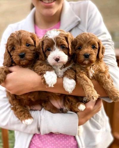 Cavapoo Pupspie dostupan