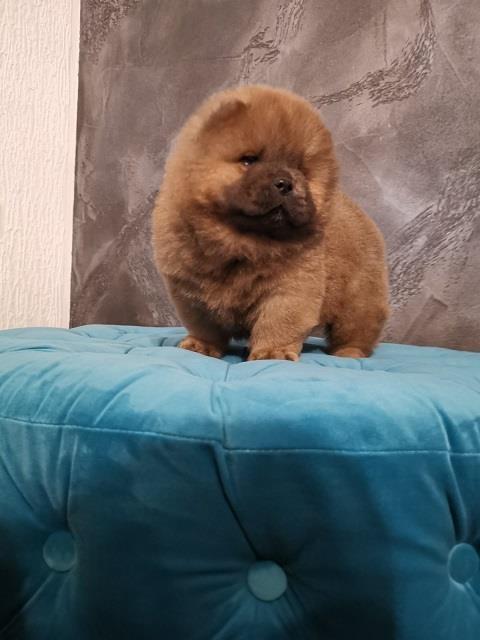 Chow-chow-cau-cau-stenad