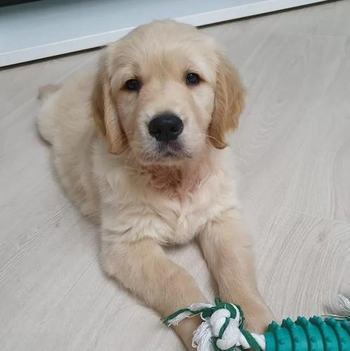 Zlatni retriver i Labrador stenci