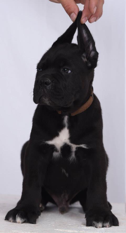 Stenci-CANE-CORSO-sampionskog-porekla