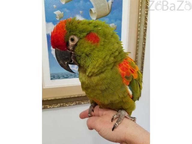 Usluge-kućnih-ljubimaca-Williams-macaws