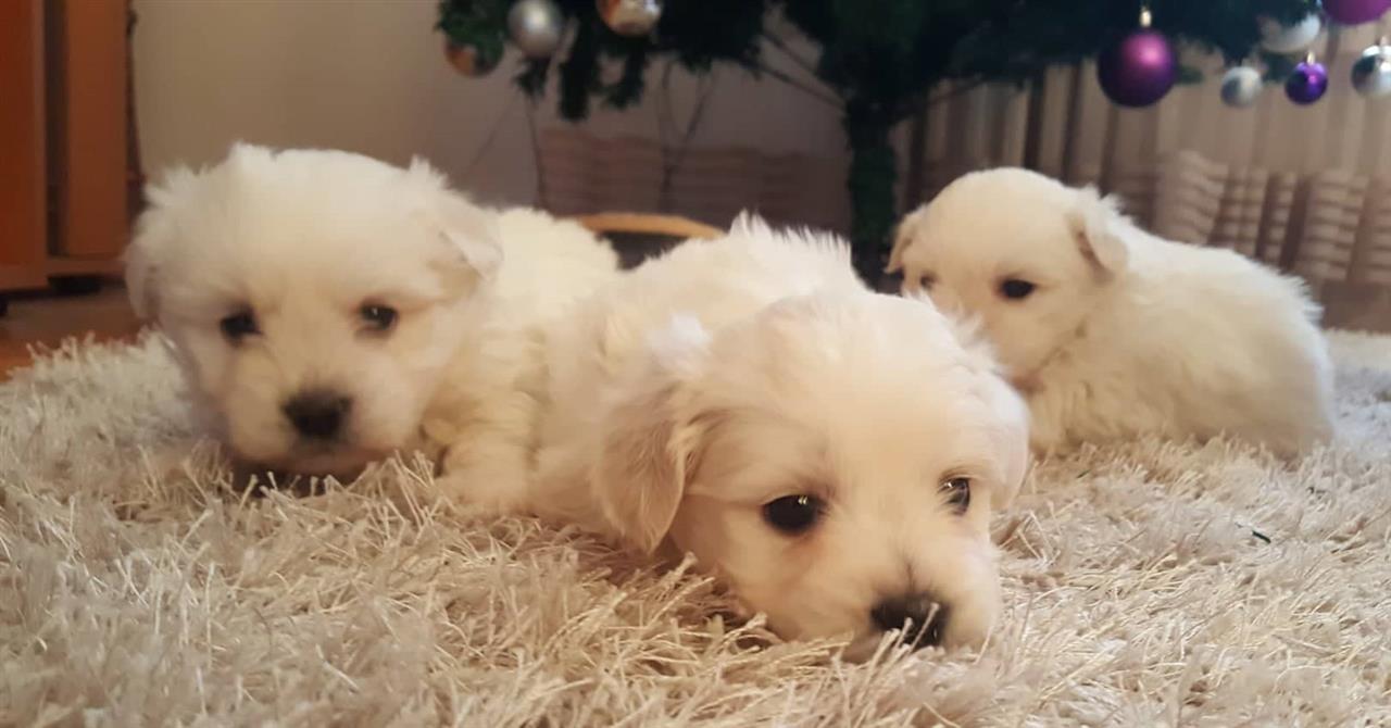 Coton-de-tulear-štenci