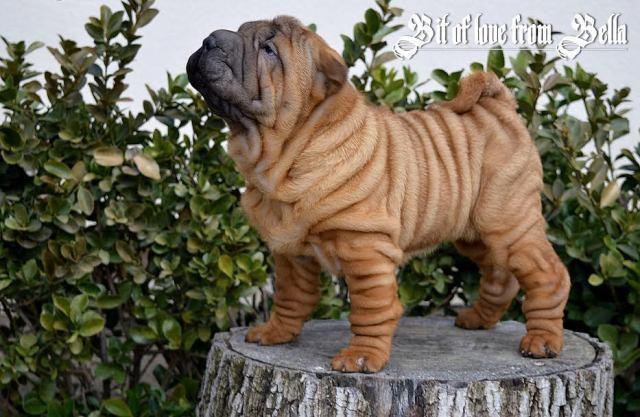 Šar pej  ( Shar Pei )