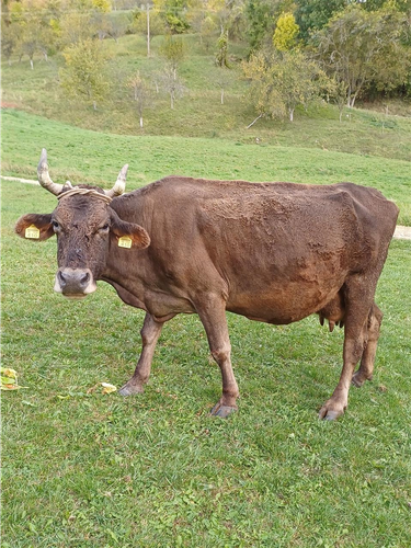 Prodajem kravu