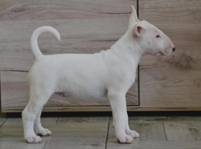 BULL TERRIJERI