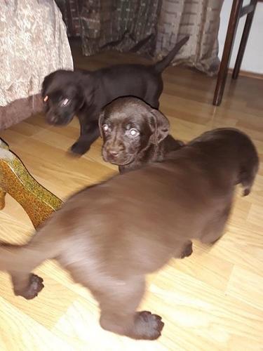 Labrador stenci