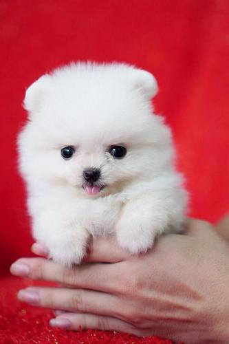  Pomeranac, Boo štenci