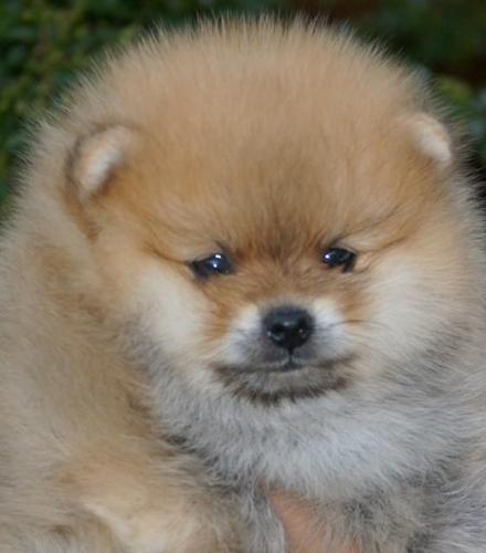 Pomeranski spic(Pomeranian)Boo stenci