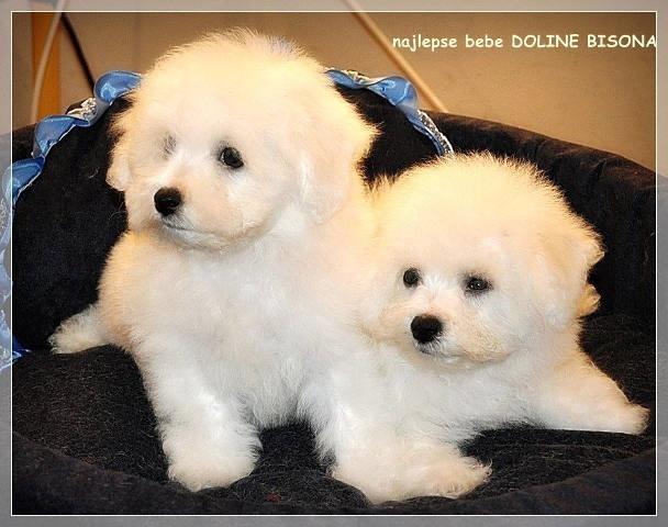 BICHON FRISE izvanrednih krvnih linija