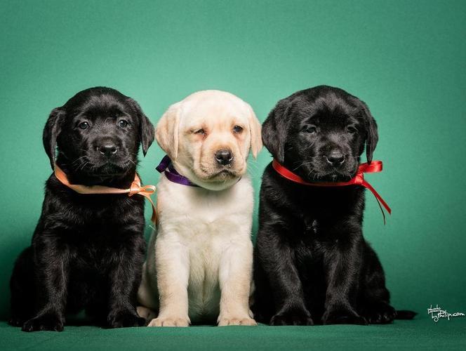 LABRADOR RETRIVER stenci vrhunskog porkela