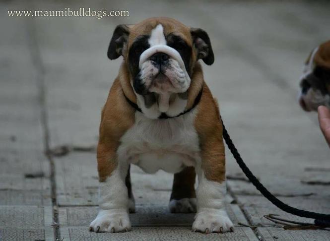 Engleski Buldog