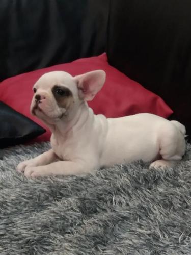 Francuski buldog stenad