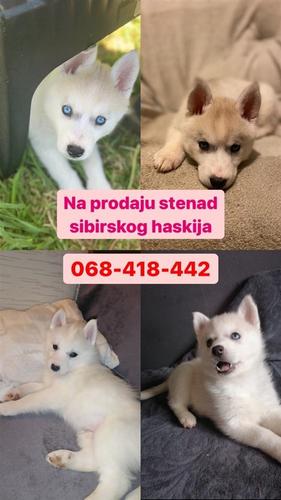 Stenad sibirskog haskija