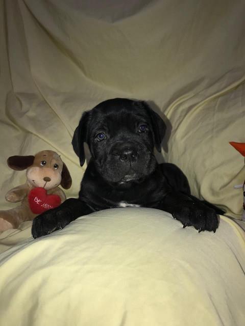 CANE-CORSO---extra-ponuda