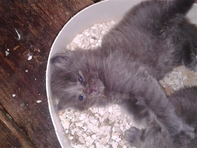 Maine coon i sibirka