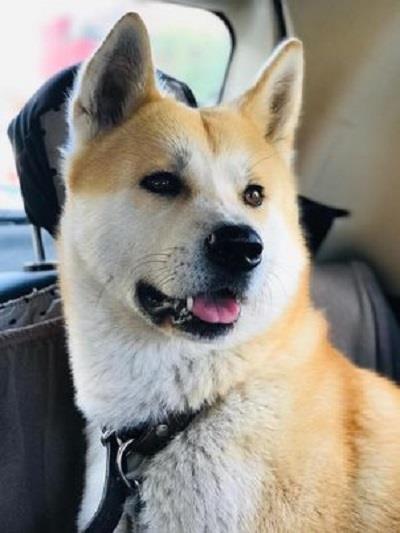 Akita-inu