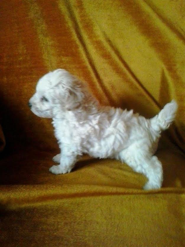 FRANCUSKE-PATULJASTE-I-TOY-pudle-bele-boje