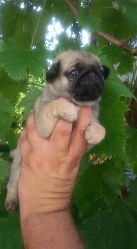 Mops štenci odličnog kvaliteta 