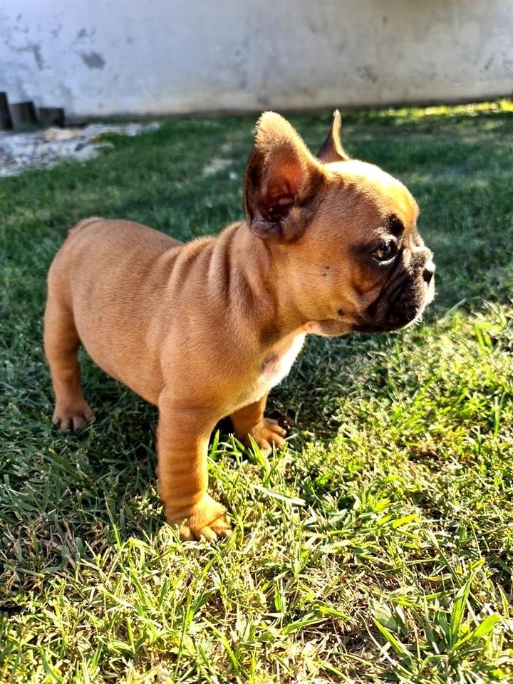 Francuski-buldog--M--10-nedelja