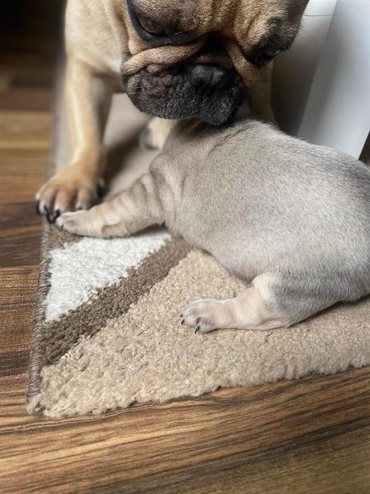 Francuski-buldog