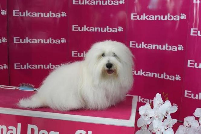 Coton de Tulear stenci sampionskog porekla