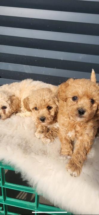 Maltipoo--bipoo
