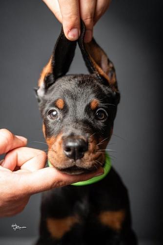 Doberman stenci