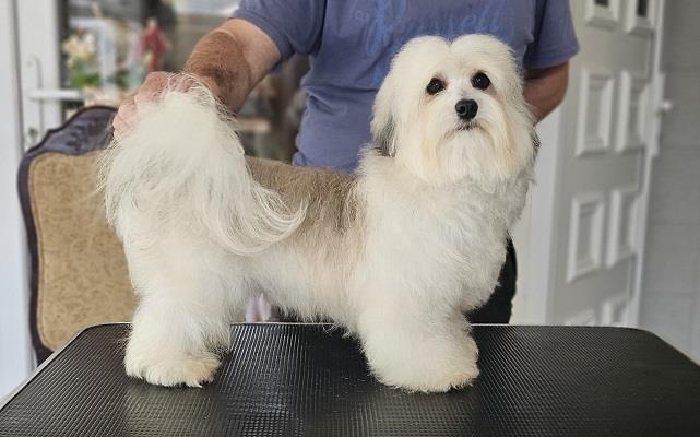 Havanese - vrhunski Havanski bišoni
