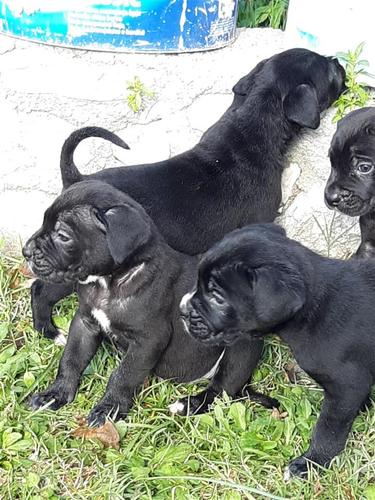 stenci cane corso