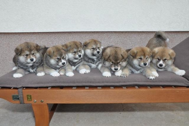 Akita Inu štenci od kvalitetnih roditelja