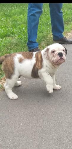 Engleski buldog štene