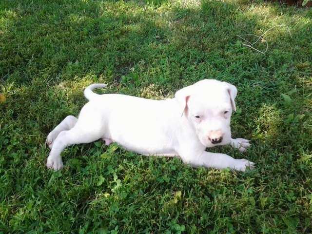 Dogo Argentino, štenci