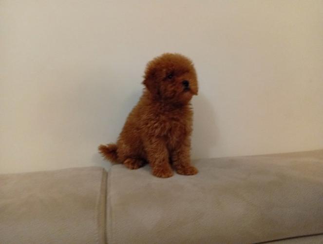 Toy pudla