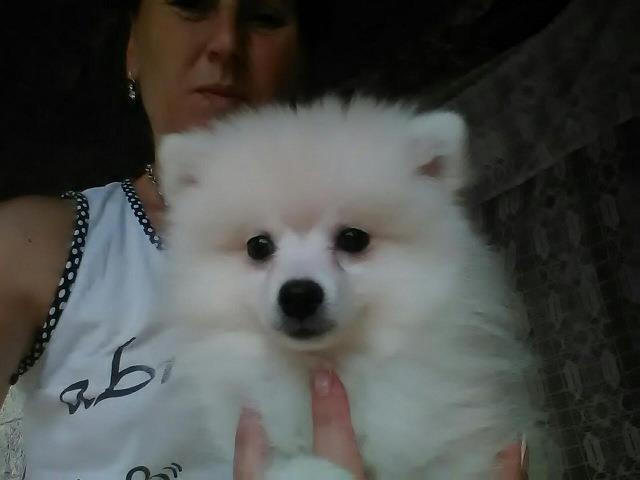 NEMACKI MALI SPIC i POMERANAC