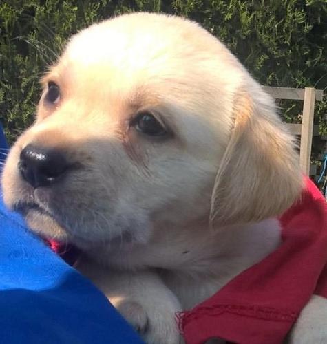 Labrador retriver stenci