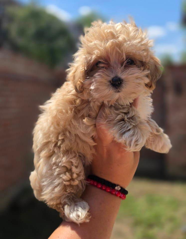 Maltipoo-bebe