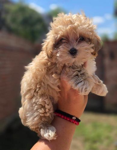 Maltipoo bebe