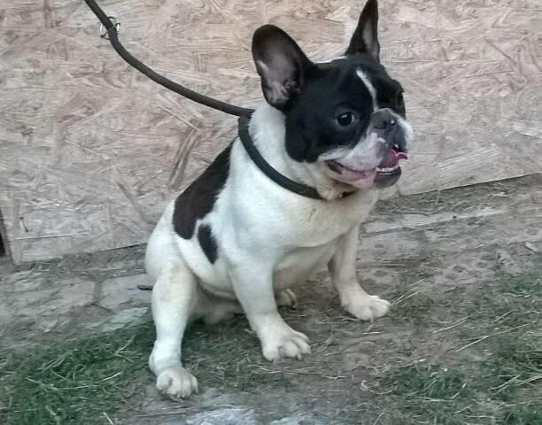 Francuski buldog, muzjak