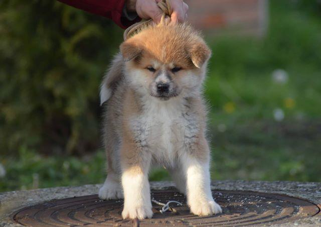 Akita inu prelepi stenci 