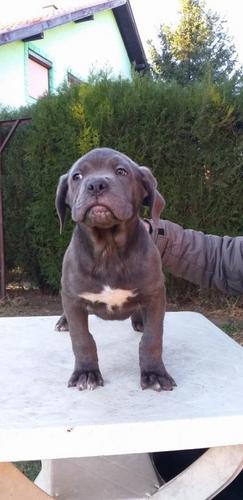 Cane corso,prvobirano muško štene