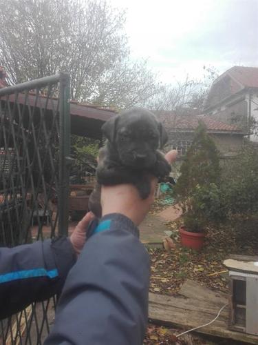 Pit bul štenci