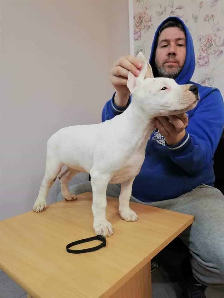 Dogo-Argentino-stenci