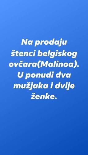 Mlinoa na prodaju