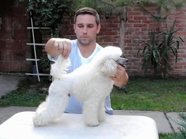 Muzijak TOY PUDLE slobodan za parenje