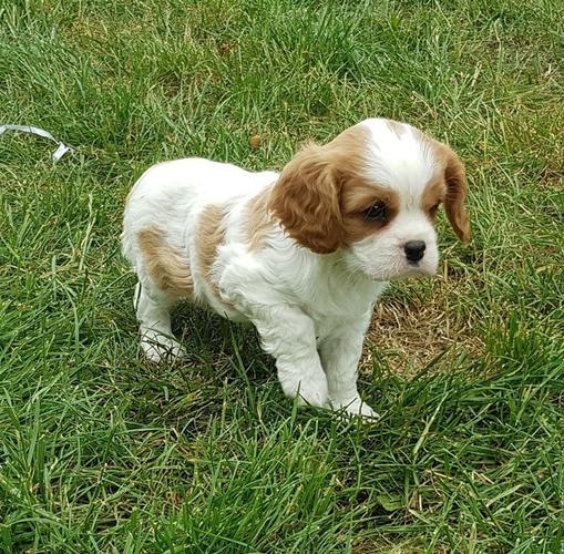 Ženski Blenheim Cavalier King Charles