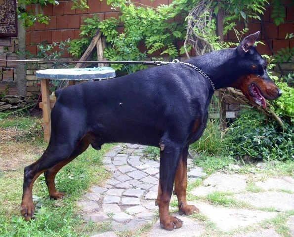 DOBERMAN-stenci---crni-muzjaci
