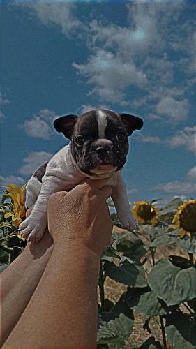 Francuski buldog 